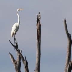 Ardea alba (Great Egret) at Splitters Creek, NSW - 25 Feb 2023 by KylieWaldon