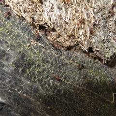 Papyrius sp. (genus) at Coree, ACT - 4 Mar 2023