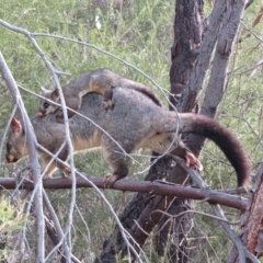 Trichosurus vulpecula (Common Brushtail Possum) at Holt, ACT - 4 Mar 2023 by Christine