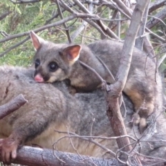 Trichosurus vulpecula at Holt, ACT - 4 Mar 2023