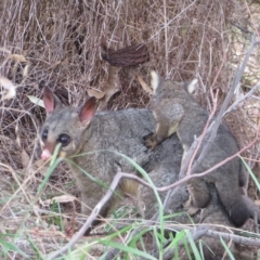 Trichosurus vulpecula at Holt, ACT - 4 Mar 2023 05:45 PM