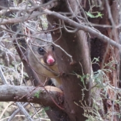 Trichosurus vulpecula at Holt, ACT - 4 Mar 2023