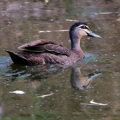 Anas superciliosa (Pacific Black Duck) at Splitters Creek, NSW - 26 Feb 2023 by KylieWaldon