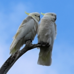 Cacatua galerita (Sulphur-crested Cockatoo) at Splitters Creek, NSW - 25 Feb 2023 by KylieWaldon