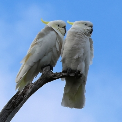 Cacatua galerita (Sulphur-crested Cockatoo) at Splitters Creek, NSW - 25 Feb 2023 by KylieWaldon