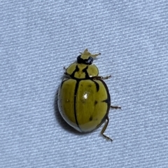 Harmonia testudinaria (Tortoise-shelled ladybird) at Jerrabomberra, NSW - 4 Mar 2023 by SteveBorkowskis