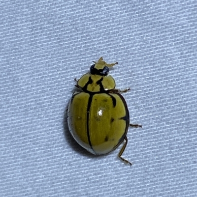 Harmonia testudinaria (Tortoise-shelled ladybird) at Jerrabomberra, NSW - 4 Mar 2023 by Steve_Bok