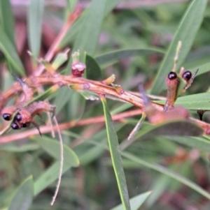 Pterygophorus cinctus at Watson, ACT - 4 Mar 2023