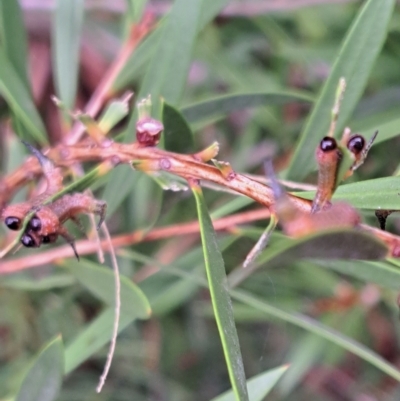 Pterygophorus cinctus (Bottlebrush sawfly) at Watson, ACT - 4 Mar 2023 by abread111