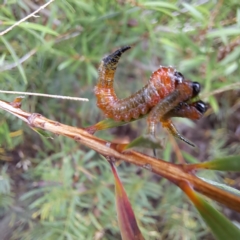 Pterygophorus cinctus at Watson, ACT - 4 Mar 2023