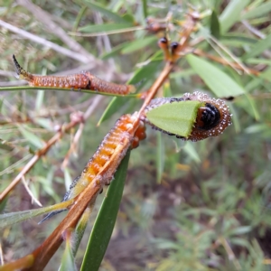 Pterygophorus cinctus at Watson, ACT - 4 Mar 2023 04:04 PM