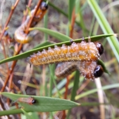 Pterygophorus cinctus at Watson, ACT - 4 Mar 2023