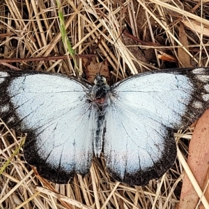 Delias harpalyce at Wamboin, NSW - 4 Mar 2023