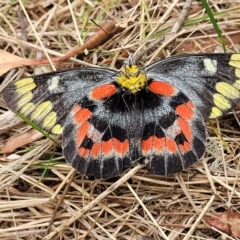 Delias harpalyce at Wamboin, NSW - 4 Mar 2023