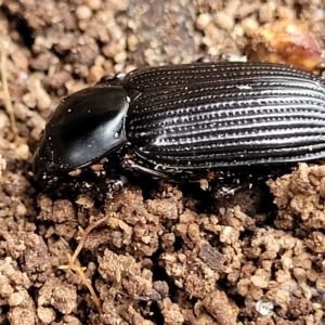 Meneristes australis at Wamboin, NSW - 4 Mar 2023