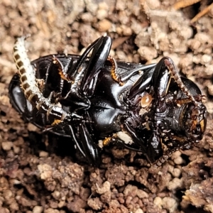 Meneristes australis at Wamboin, NSW - 4 Mar 2023