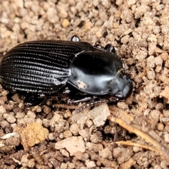 Meneristes australis at Wamboin, NSW - 4 Mar 2023