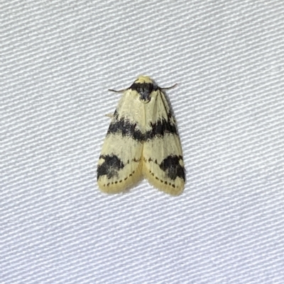 Thallarcha sparsana (Fair Footman) at Jerrabomberra, NSW - 4 Mar 2023 by SteveBorkowskis
