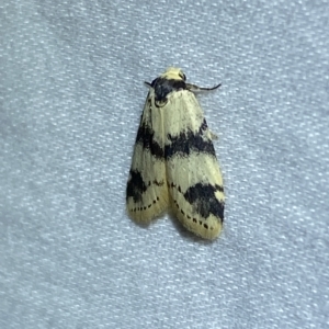 Thallarcha sparsana at Jerrabomberra, NSW - 4 Mar 2023