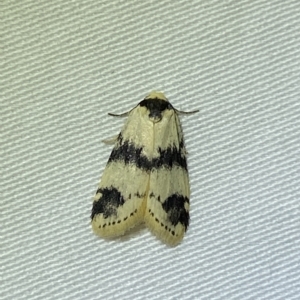 Thallarcha sparsana at Jerrabomberra, NSW - 4 Mar 2023