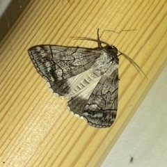 Dysbatus singularis (Dry-country Line-moth) at Jerrabomberra, NSW - 4 Mar 2023 by SteveBorkowskis