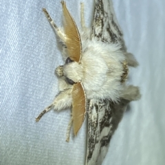 Iropoca rotundata at Jerrabomberra, NSW - 4 Mar 2023