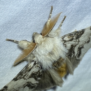 Iropoca rotundata at Jerrabomberra, NSW - 4 Mar 2023