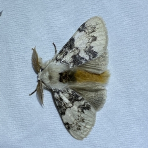 Iropoca rotundata at Jerrabomberra, NSW - 4 Mar 2023