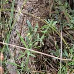 Billardiera scandens (Hairy Apple Berry) at Bruce Ridge to Gossan Hill - 7 Jan 2023 by Untidy