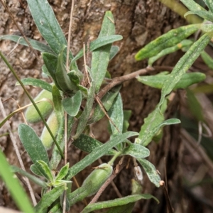 Billardiera scandens at Bruce, ACT - 7 Jan 2023