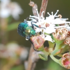 Diphucephala sp. (genus) (Green Scarab Beetle) at Tinderry, NSW - 3 Mar 2023 by Harrisi