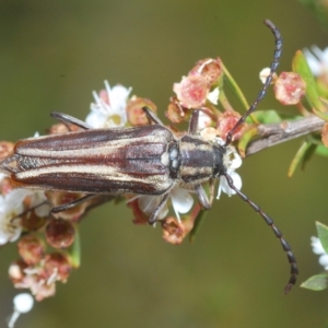 Distichocera fuliginosa at Tinderry, NSW - suppressed