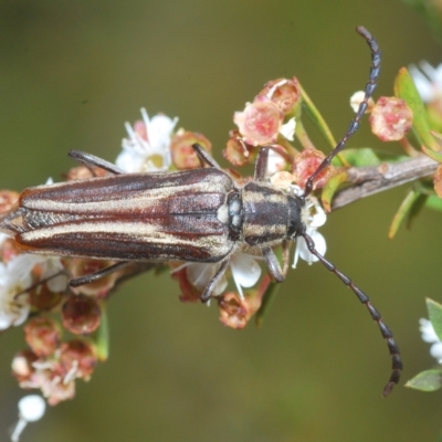 Distichocera fuliginosa (Longhorn or Longicorn beetle) at Tinderry, NSW - 4 Mar 2023 by Harrisi