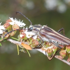 Distichocera fuliginosa at Tinderry, NSW - suppressed