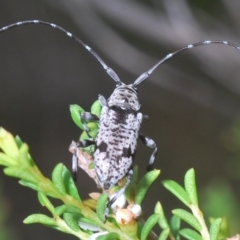 Disterna canosa (A longhorn beetle) at Tinderry, NSW - 4 Mar 2023 by Harrisi