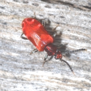 Lemodes coccinea at Tinderry, NSW - suppressed