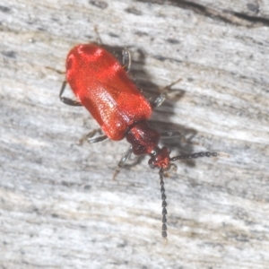 Lemodes coccinea at Tinderry, NSW - suppressed