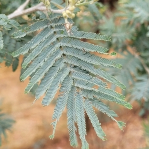 Acacia dealbata at Wamboin, NSW - 4 Mar 2023