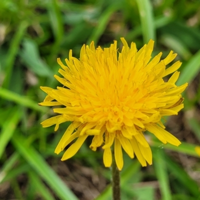 Taraxacum sect. Taraxacum (Dandelion) at Wamboin, NSW - 4 Mar 2023 by trevorpreston