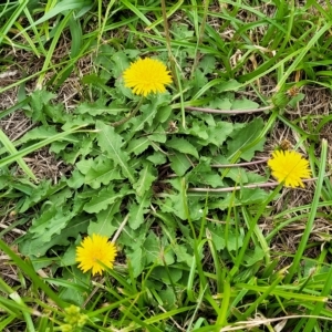 Taraxacum sect. Taraxacum at Wamboin, NSW - 4 Mar 2023