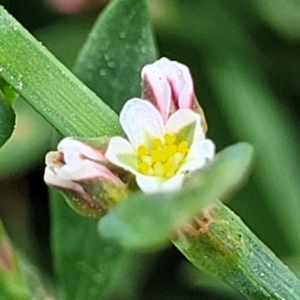 Polygonum sp. at Wamboin, NSW - 4 Mar 2023