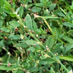 Polygonum sp. at Wamboin, NSW - 4 Mar 2023