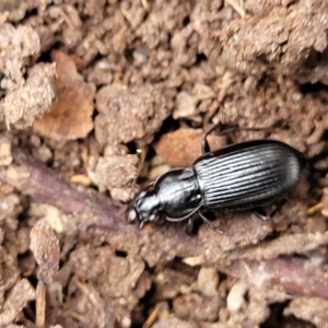 Carabidae sp. (family) at Wamboin, NSW - 4 Mar 2023