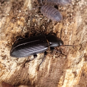 Carabidae sp. (family) at Wamboin, NSW - 4 Mar 2023