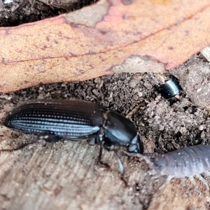 Carabidae sp. (family) at Wamboin, NSW - 4 Mar 2023