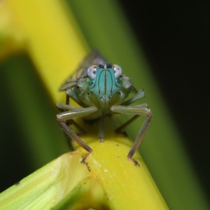 Magia subocellata at Wellington Point, QLD - suppressed