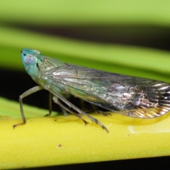 Magia subocellata at Wellington Point, QLD - suppressed