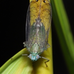 Magia subocellata at Wellington Point, QLD - suppressed