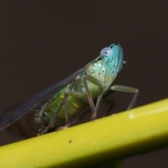 Magia subocellata at Wellington Point, QLD - suppressed