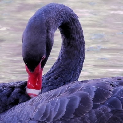 Cygnus atratus (Black Swan) at Splitters Creek, NSW - 25 Feb 2023 by KylieWaldon